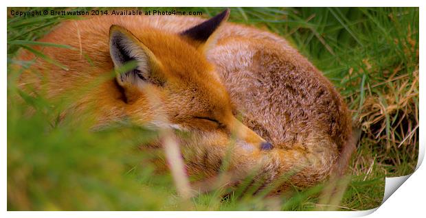 a sleeping fox Print by Brett watson