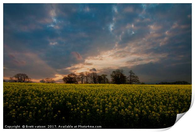sunset over a yellow rapeseed field Print by Brett watson