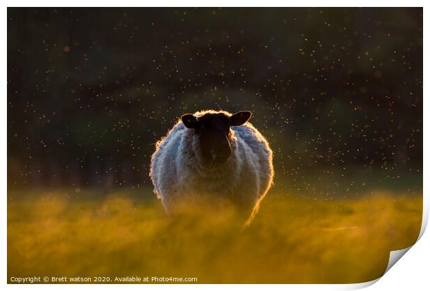 a sheep at sunset Print by Brett watson