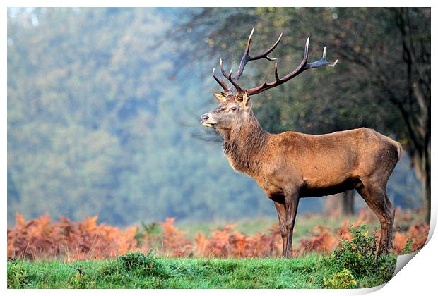 Red Deer Stag Print by chris lloyd