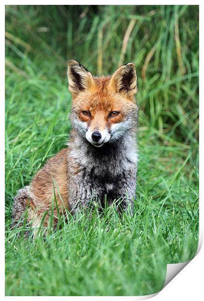 Red Fox Print by chris lloyd