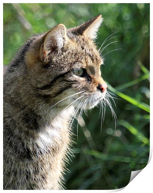 Wildcat Profile Print by chris lloyd
