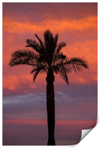 Palm Silhouette Print by I Burns