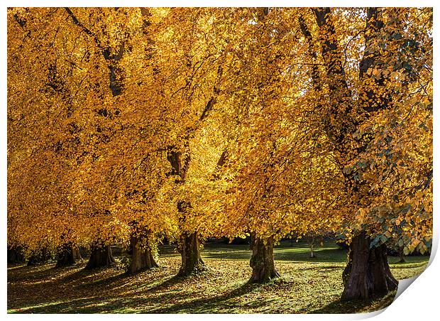 Autumn Trees Print by Mike Stephen