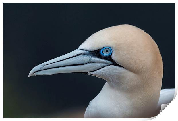 Gannet Profile Print by Mike Stephen