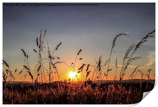 Sunset Grass Print by Tracey Yeo