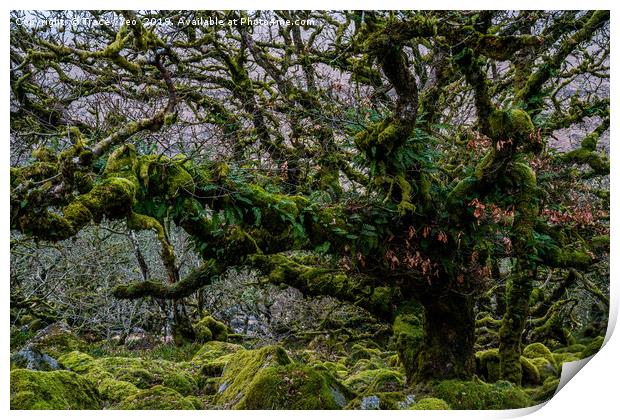 Wistmans Wood Dartmoor. Print by Tracey Yeo