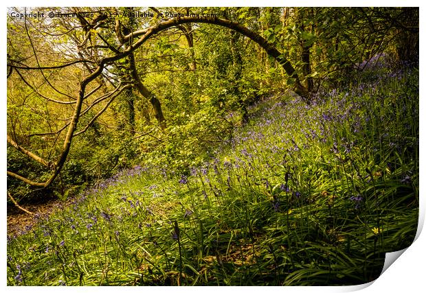 Sunlit Bluebells Print by Tracey Yeo
