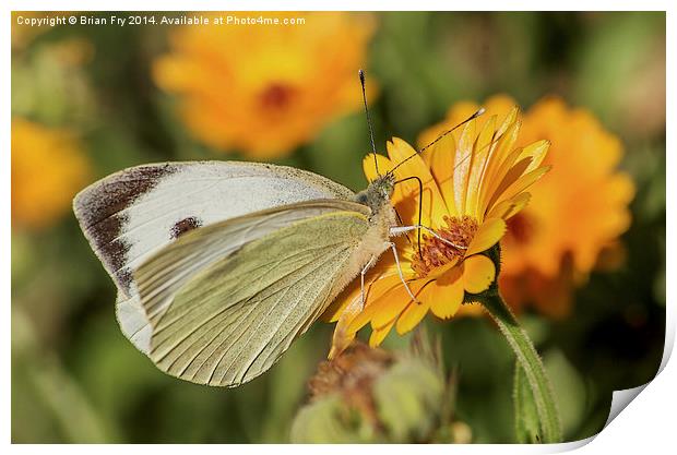  Large white butterfly Print by Brian Fry