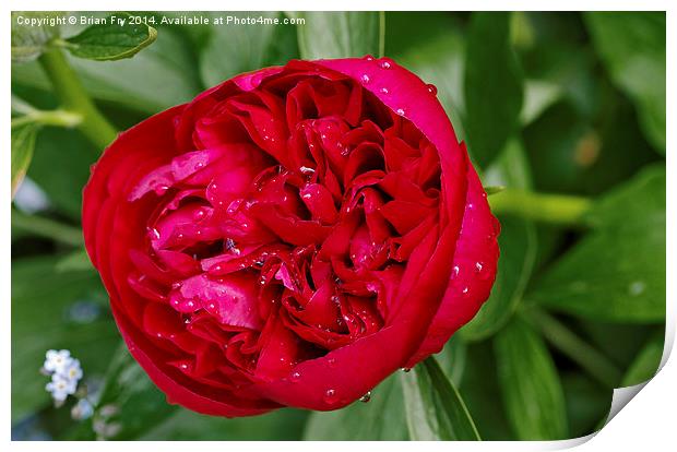 Red peony after rain Print by Brian Fry
