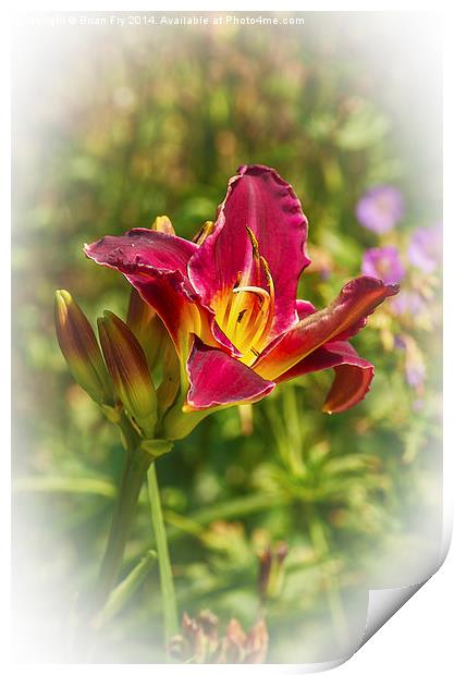 Beautiful red day lily  Print by Brian Fry
