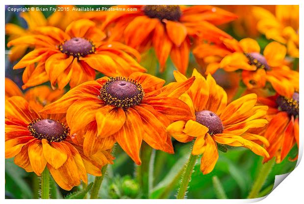  Beautiful Rudbeckia Print by Brian Fry