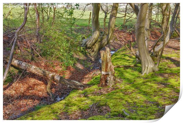 Woodland stream Print by Brian Fry
