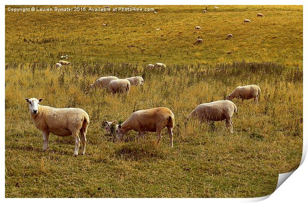 Welsh Sheep Grazing, Borth, Wales. Print by Lauren Bywater