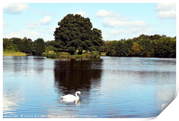 Reflections of a Swan Print by Lauren Bywater