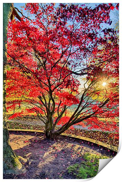 The Red Tree Print by Alex Clark