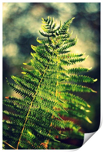 The dancing ferns Print by Annie Japaud