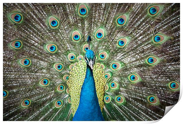 Peacock from the front Print by Gary Devlin