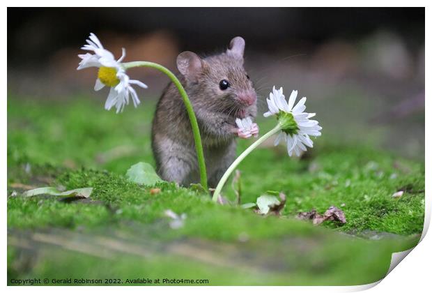 A small mouse with a daisy Print by Gerald Robinson