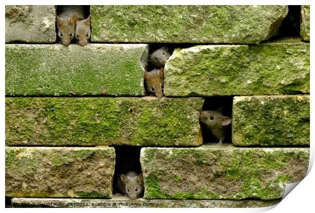 Mice in the wall Print by Gerald Robinson
