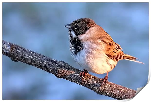  Reed Bunting on branch Print by Gerald Robinson