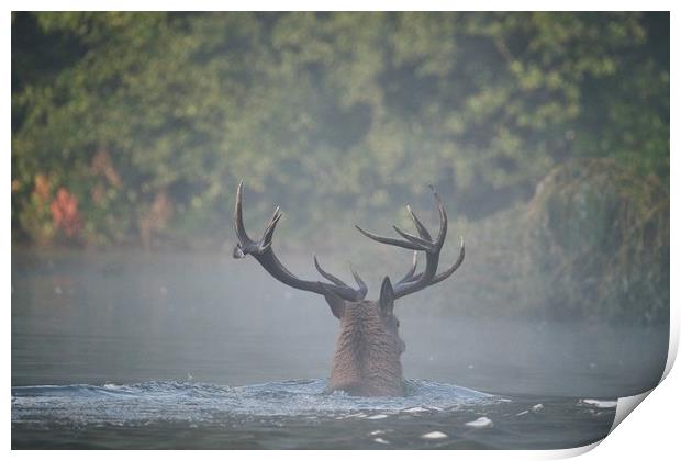 Swimming Stag Print by Gerald Robinson