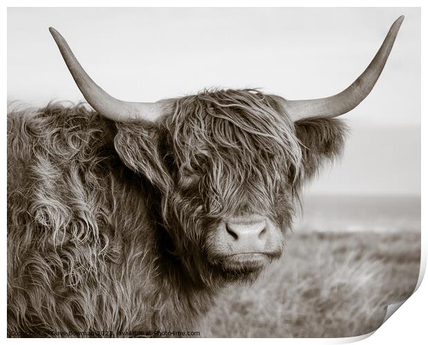 Highland Coo Print by Dave Bowman
