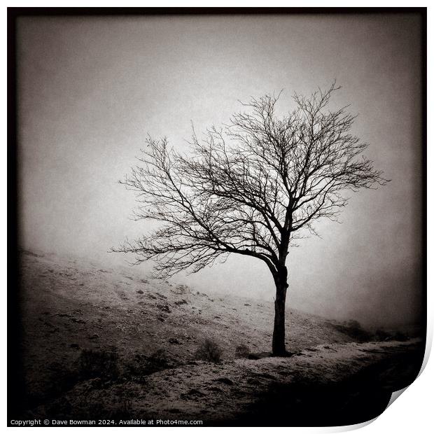 Winter Tree Print by Dave Bowman