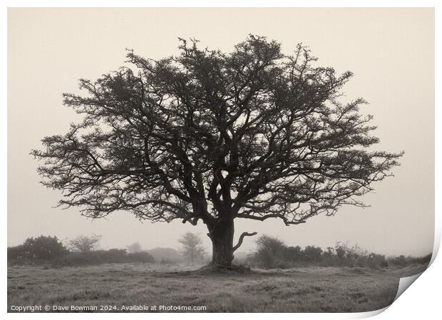 Exmoor Tree Print by Dave Bowman