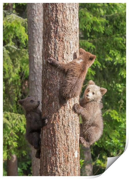 Climbing Bear Cubs Print by Sarah Pymer