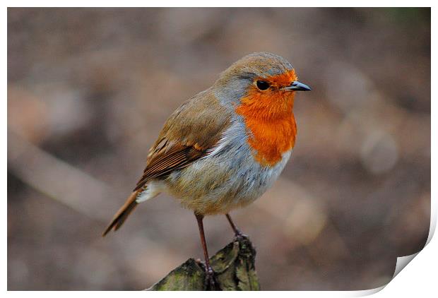 Robin Print by Lynette Holmes