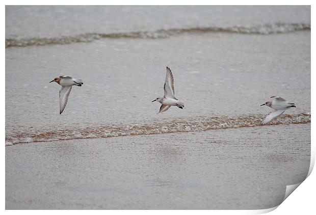 Plovers Print by Lynette Holmes