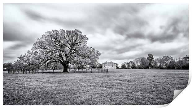 Old tree at Danson Park Print by John Ly