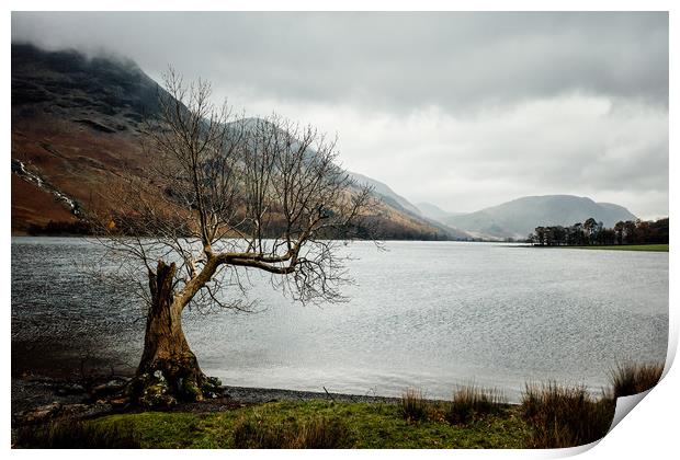 Lonely Tree in the Lake District Print by John Ly
