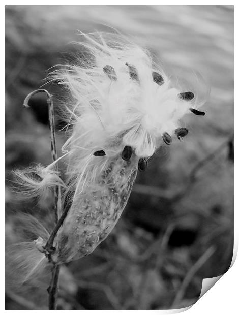 Fall Thistle Print by Jeffrey Evans