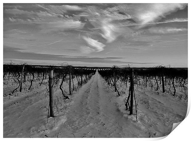 Vineyards Winter End. Print by Jeffrey Evans