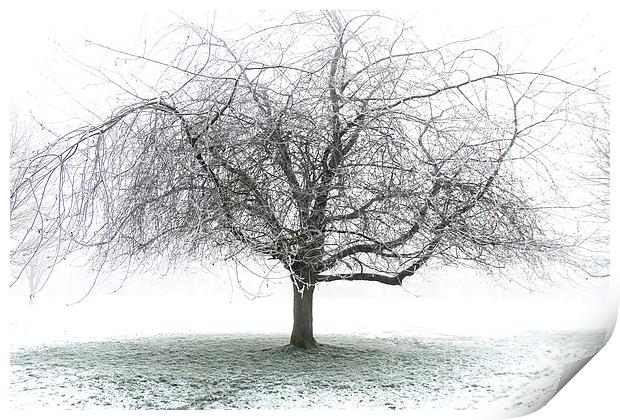 Frosty Tree Print by Dave Harrison