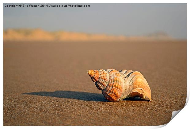 Shell on Beach Print by Eric Watson