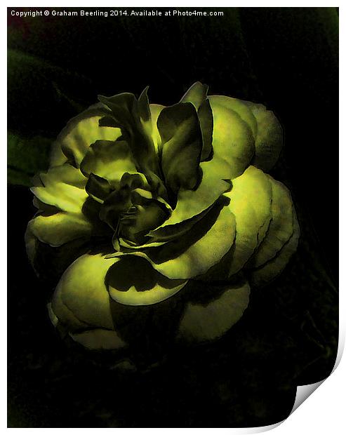 Green Flower Print by Graham Beerling