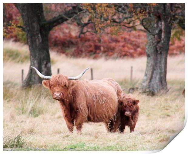 Highland Cow and calf Print by Claire Colston