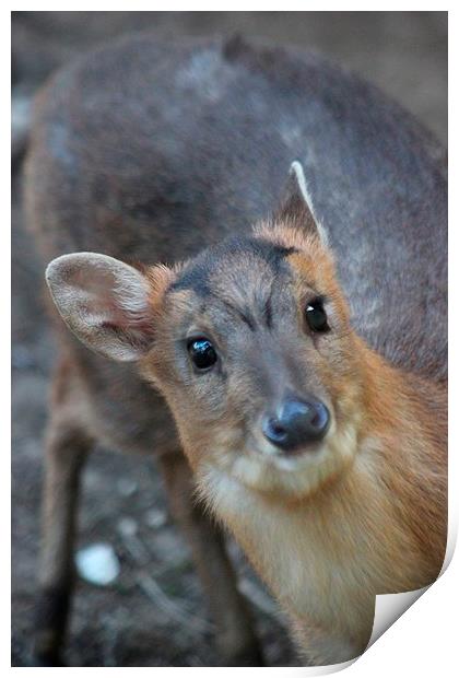 Wild Deer Print by Claire Colston