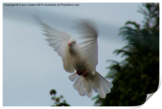 Bird in flight Print by Claire Colston