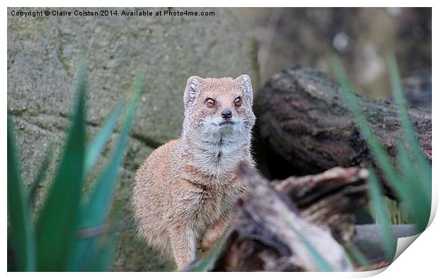 Yellow Mongoose Print by Claire Colston