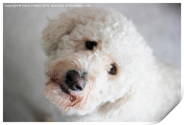  Labradoodle Print by Claire Colston