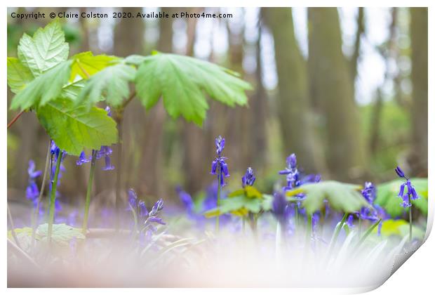 Bluebells Print by Claire Colston