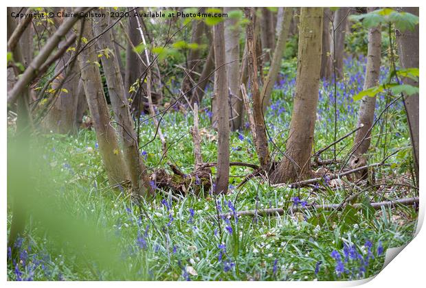 Bluebells Print by Claire Colston