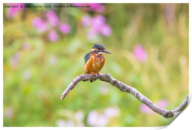 Kingfisher Print by Claire Colston