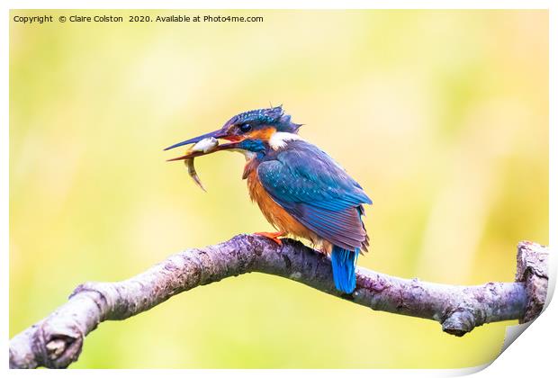 Kingfisher Print by Claire Colston