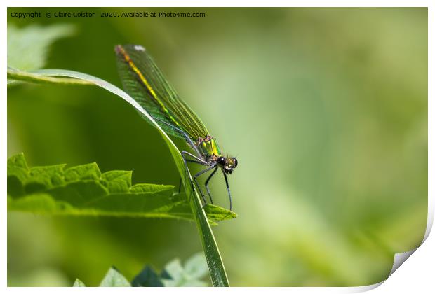 Dragonfly Print by Claire Colston