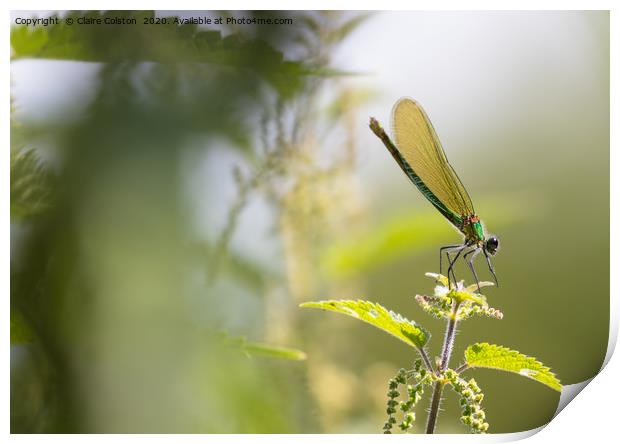 Dragonfly Print by Claire Colston